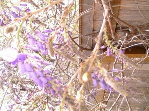 Spring purpled my back yard Sunday