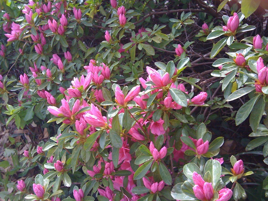 The azaleas in my front yard began budding right before Easter